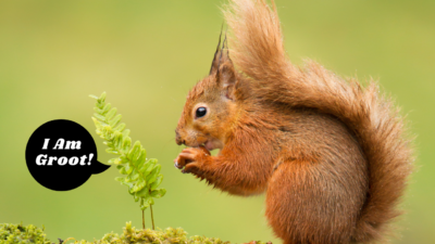 Red Squirrel Quiz